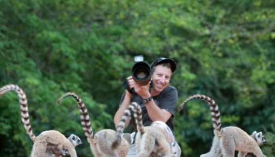 Lémures saltadores de Madagascar Lémures saltadores de Madagascar