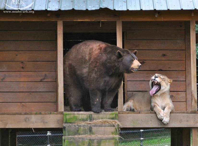 León, tigre y oso: juntos durante 15 años