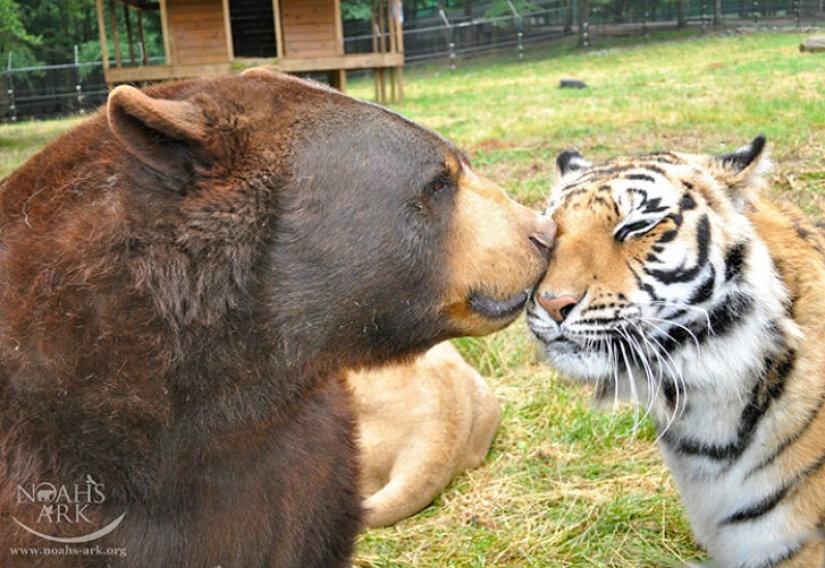 León, tigre y oso: juntos durante 15 años
