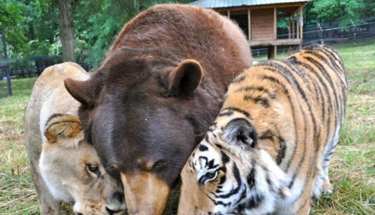 León, tigre y oso: juntos durante 15 años