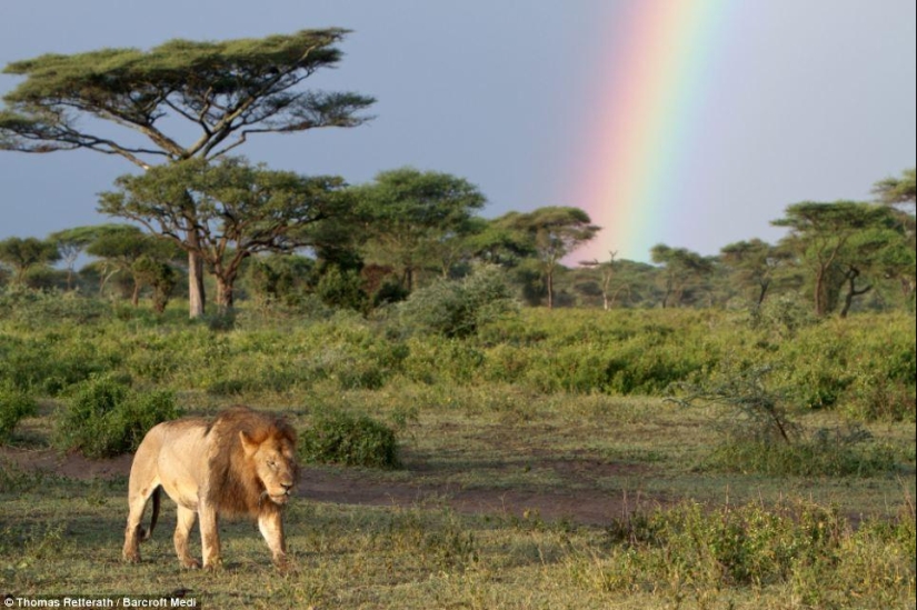 león y arcoiris