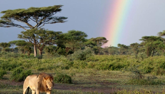 león y arcoiris