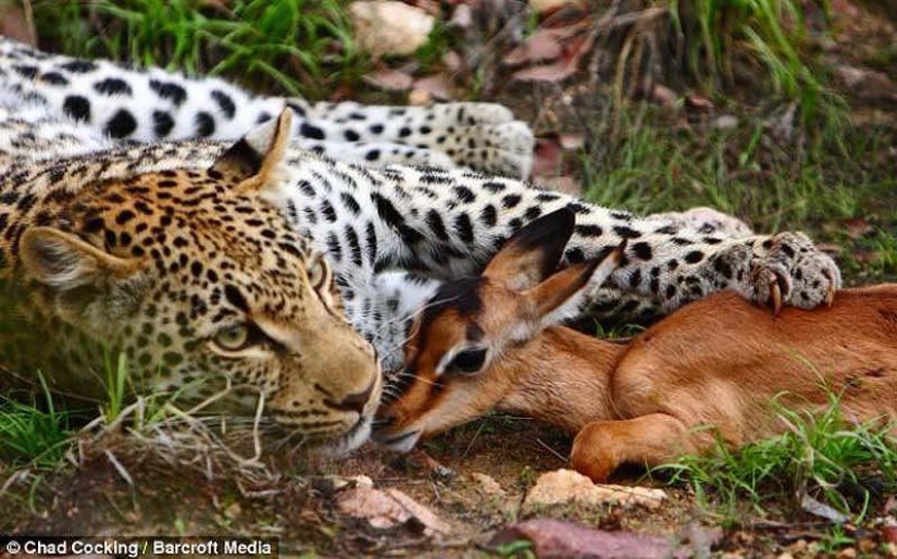 Leopard and impala - pre-dinner caresses