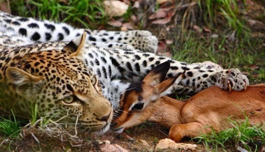 Leopard and impala - pre-dinner caresses