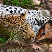 Leopardo e impala - caricias antes de la cena
