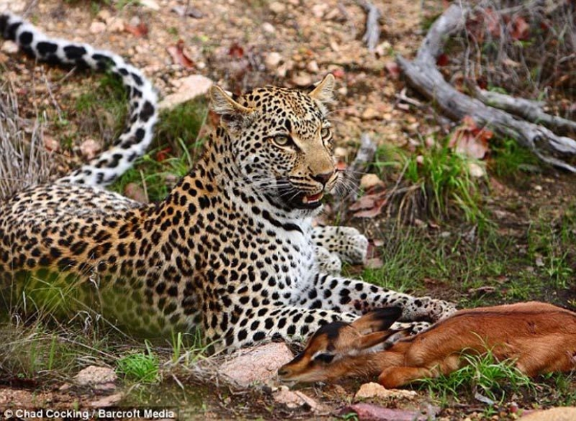 Leopardo e impala - caricias antes de la cena