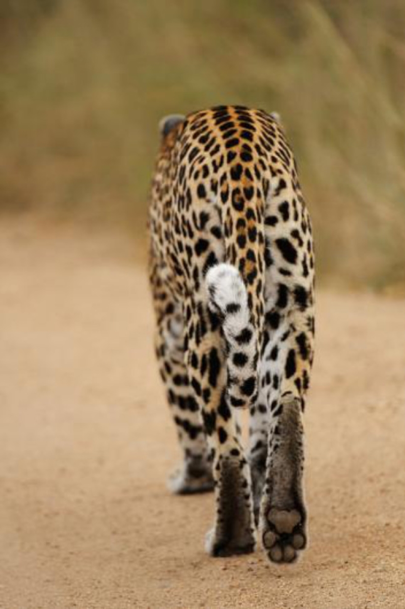 Leopardos africanos en fotografías de Greg du Toit