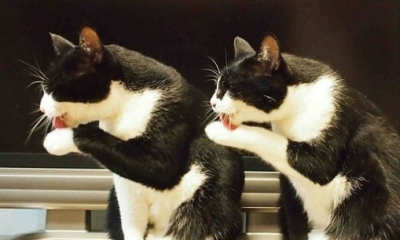Less studied, but desperately funny fact cat can be synchronized