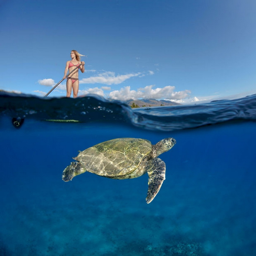 Life in the ocean - underwater photography by David Fleetham