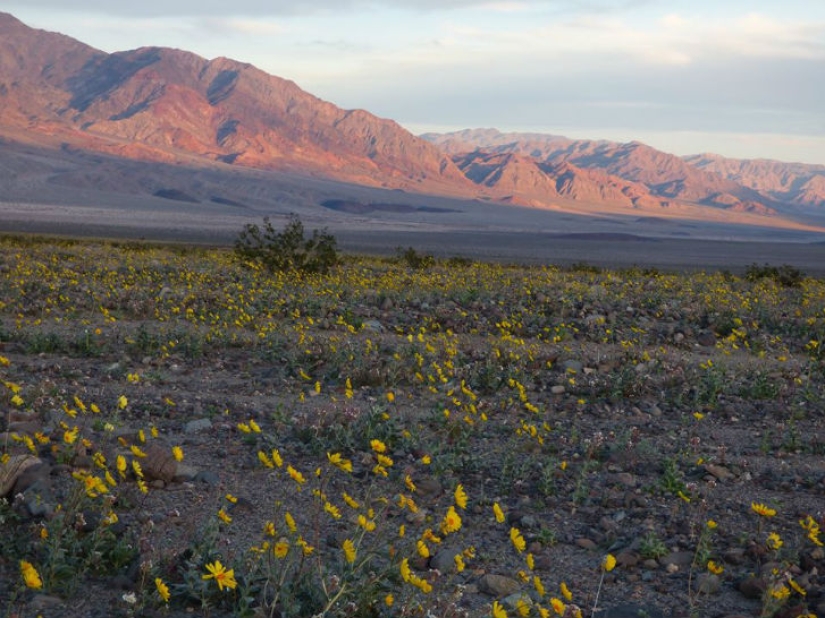 Life woke up in Death Valley: the desert was covered with bright colors