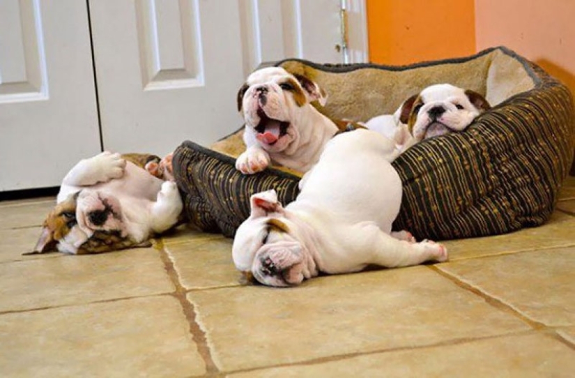 Lindos cachorros bulldog que derretirán tu corazón