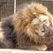 Lion and dachshunds - an unusual friendship