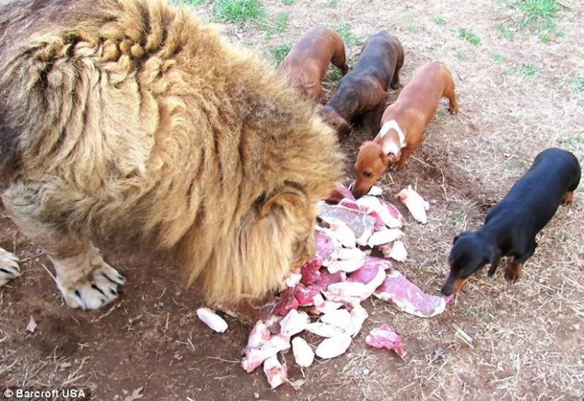 Lion and dachshunds - an unusual friendship