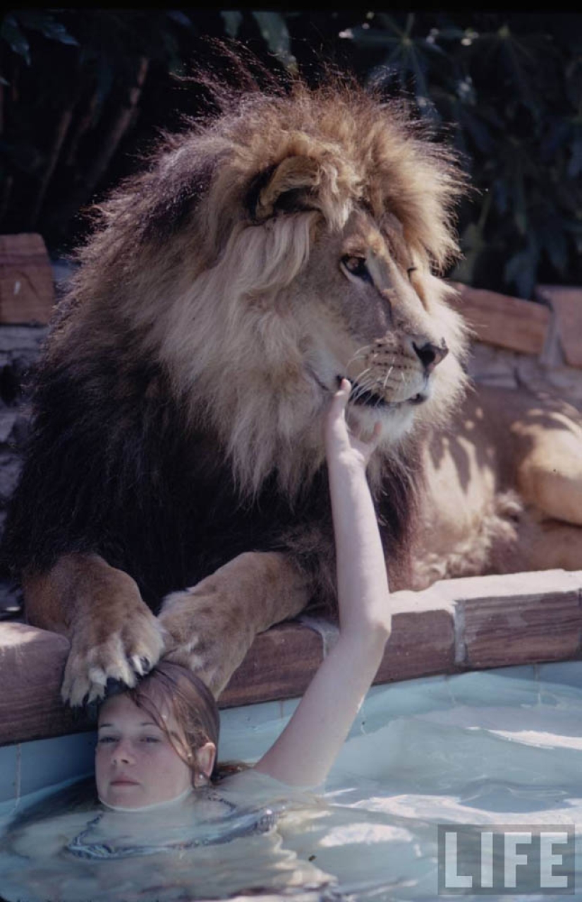 Lion as a pet