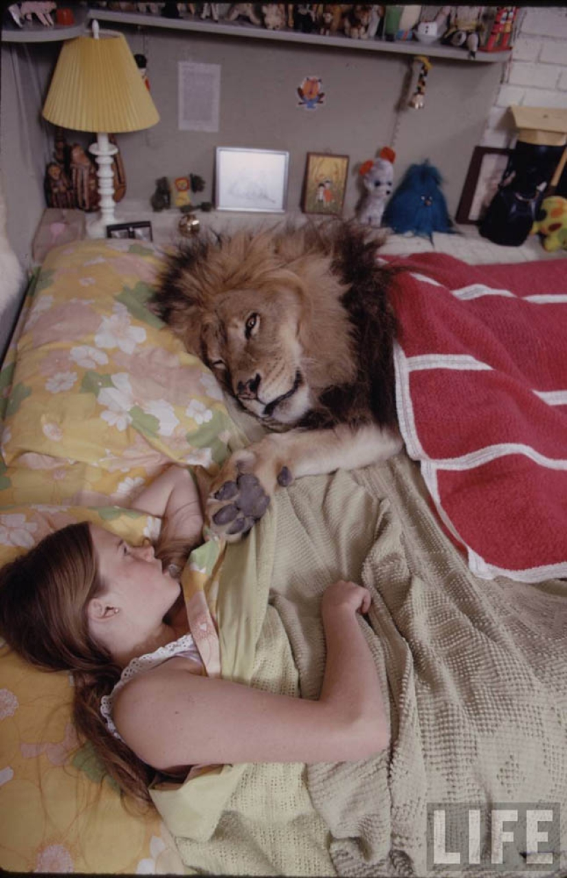 Lion as a pet