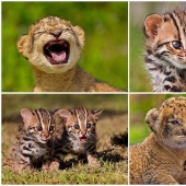Lion cubs and Bengal cats