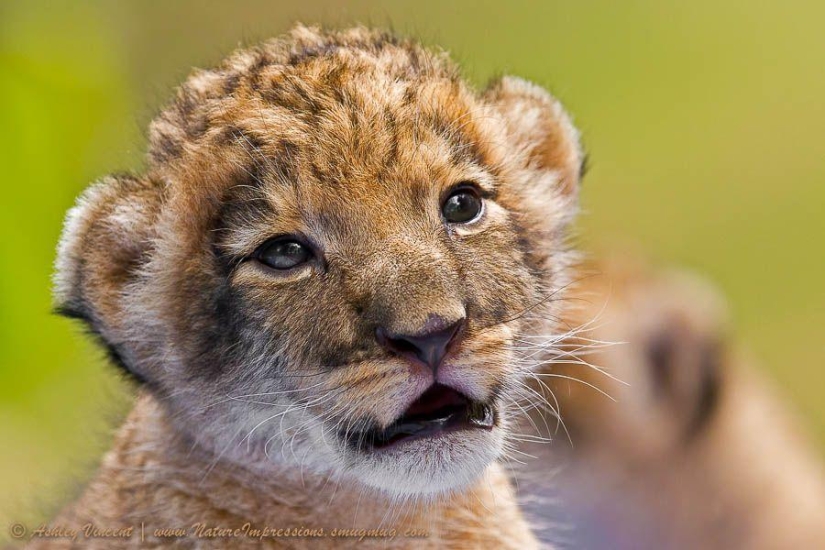 Lion cubs and Bengal cats