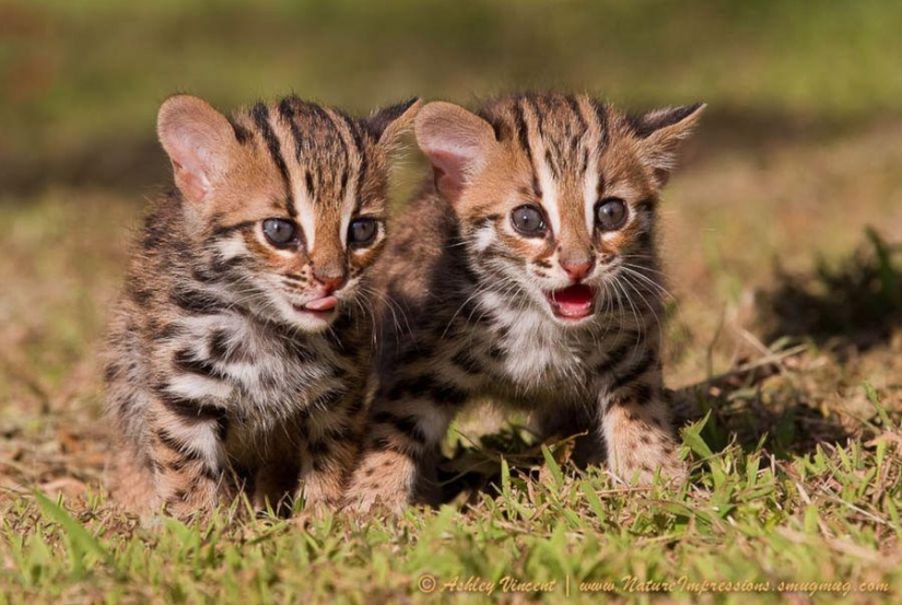 Lion cubs and Bengal cats