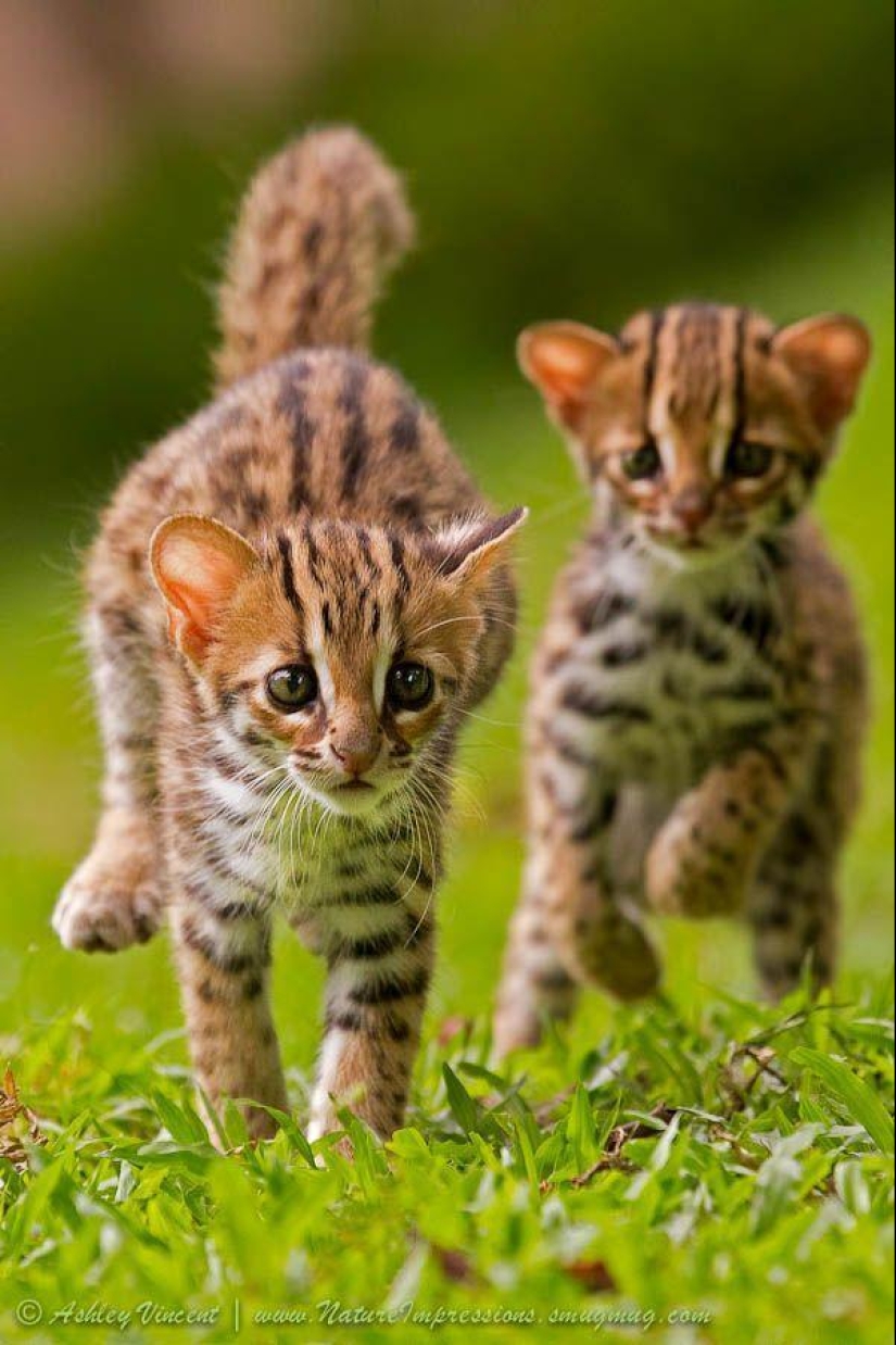 Lion cubs and Bengal cats