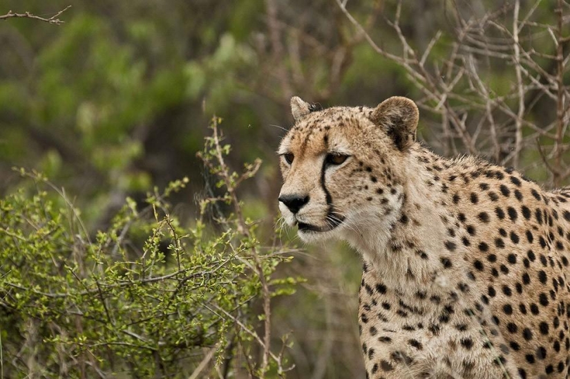 Lion cubs quarreled with a cheetah