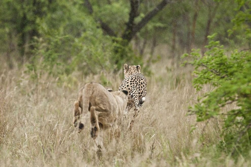 Lion cubs quarreled with a cheetah