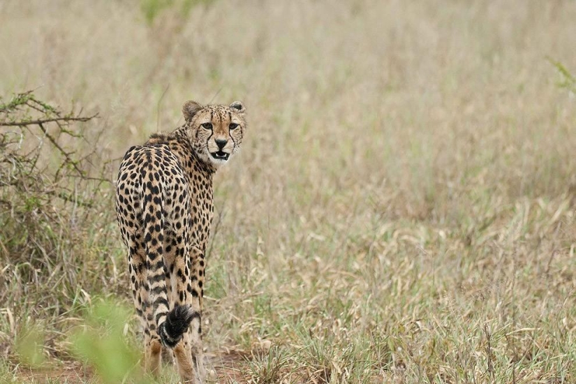 Lion cubs quarreled with a cheetah