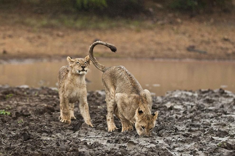 Lion cubs quarreled with a cheetah