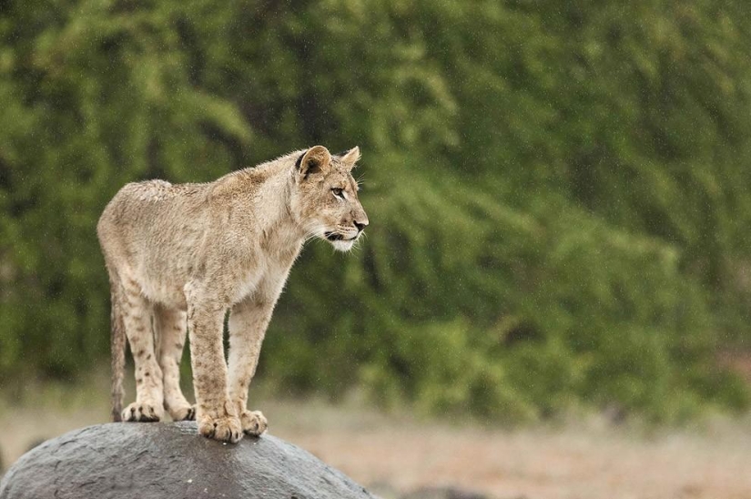 Lion cubs quarreled with a cheetah