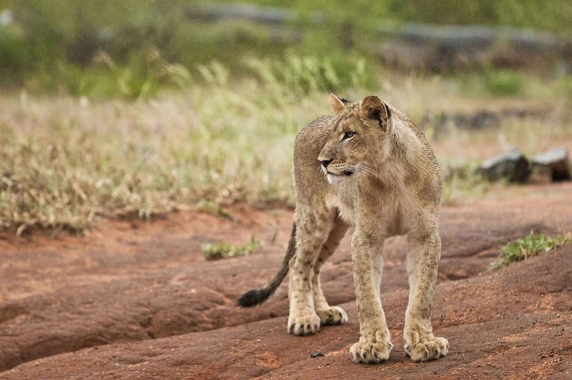 Lion cubs quarreled with a cheetah