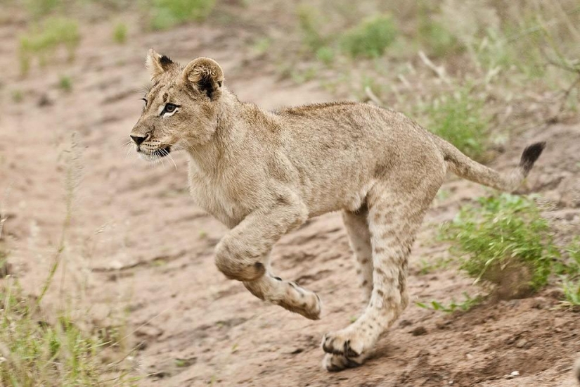 Lion cubs quarreled with a cheetah