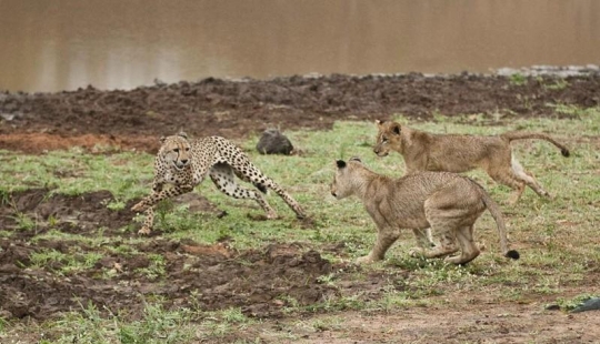 Lion cubs quarreled with a cheetah