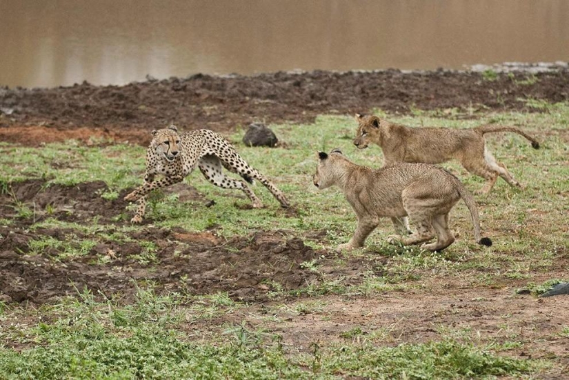 Lion cubs quarreled with a cheetah