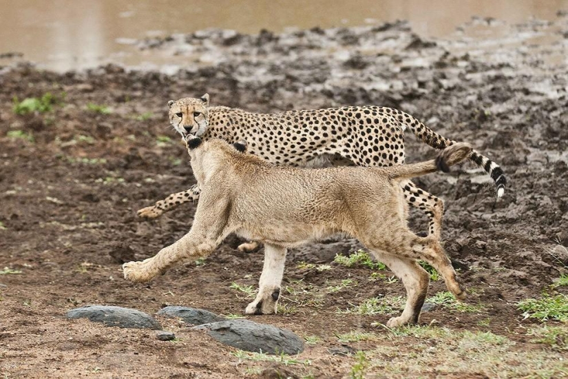 Lion cubs quarreled with a cheetah