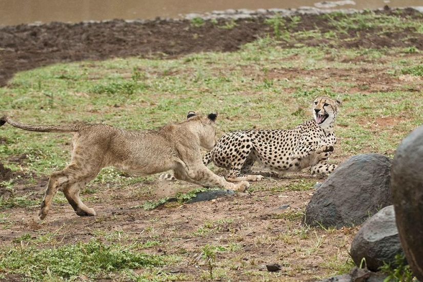 Lion cubs quarreled with a cheetah