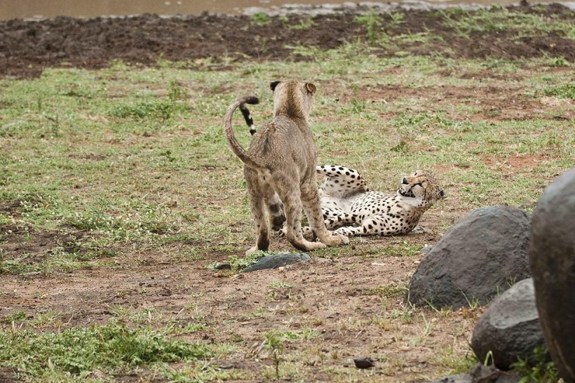 Lion cubs quarreled with a cheetah