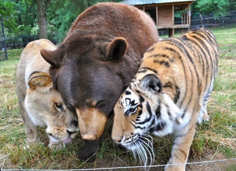 Lion, tiger and bear - together for 15 years