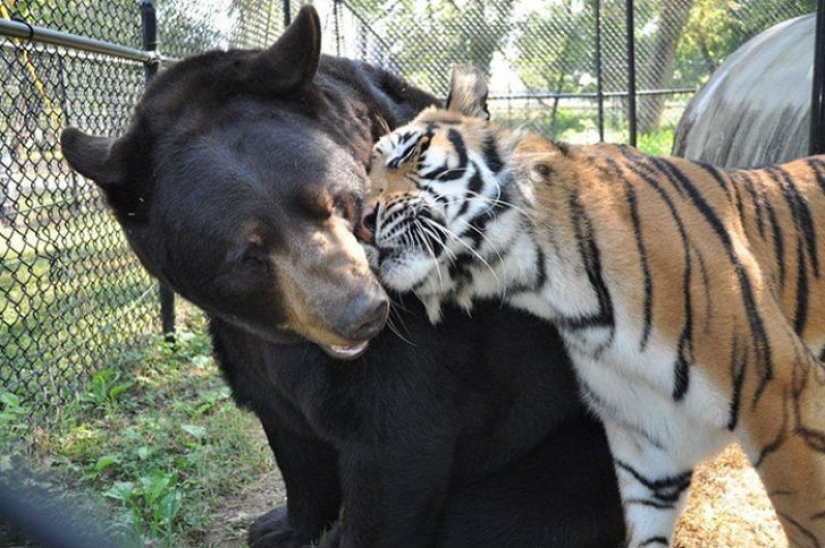 Lion, tiger and bear - together for 15 years