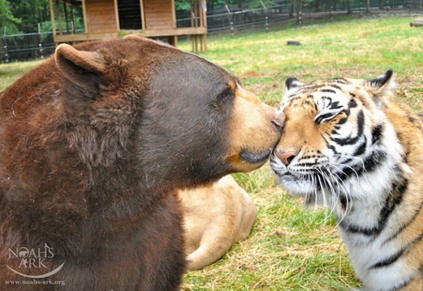 Lion, tiger and bear - together for 15 years