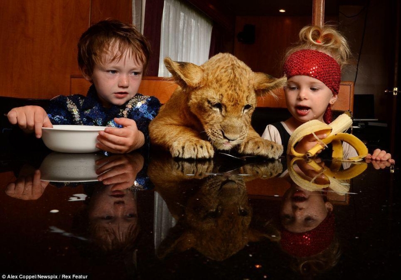 Little circus performer and his pet lion cub Tsimbi