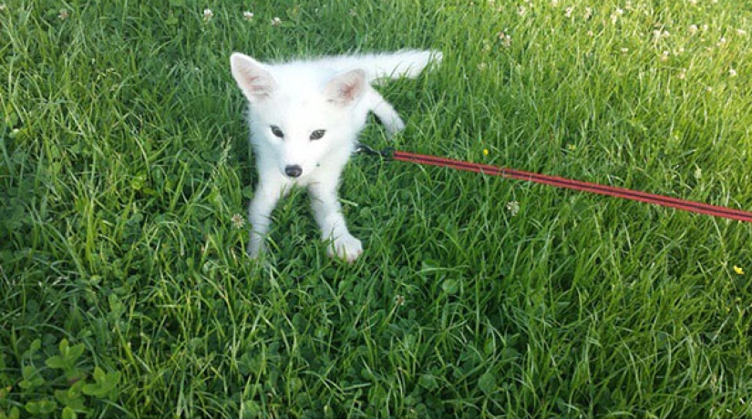 Little pranksters fox cubs Frigga and Odin