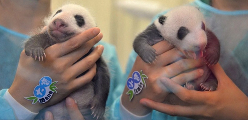 Little twin pandas were shown to the public for the first time in Macau