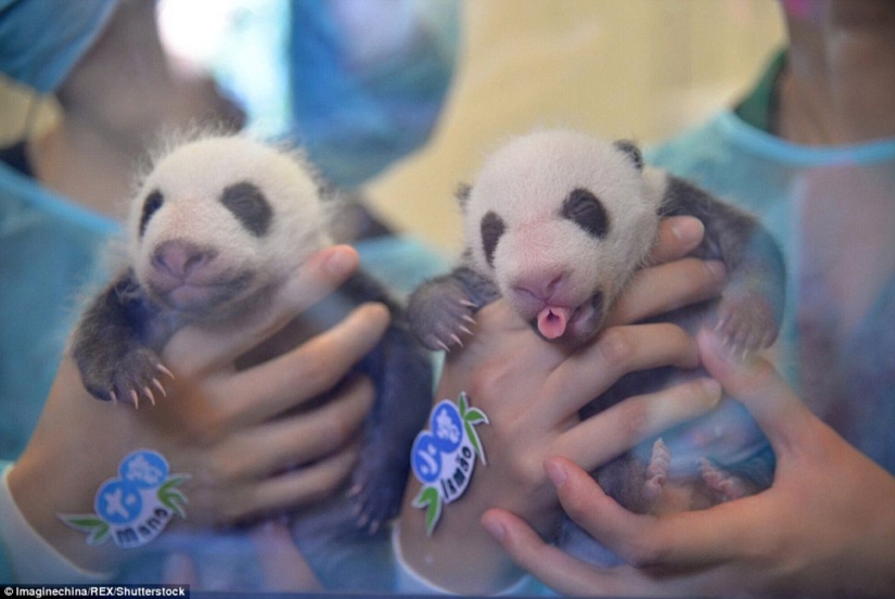 Little twin pandas were shown to the public for the first time in Macau