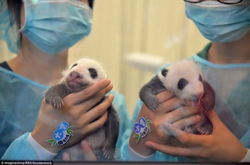 Little twin pandas were shown to the public for the first time in Macau