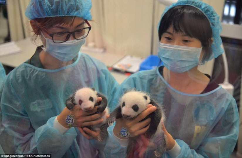 Little twin pandas were shown to the public for the first time in Macau