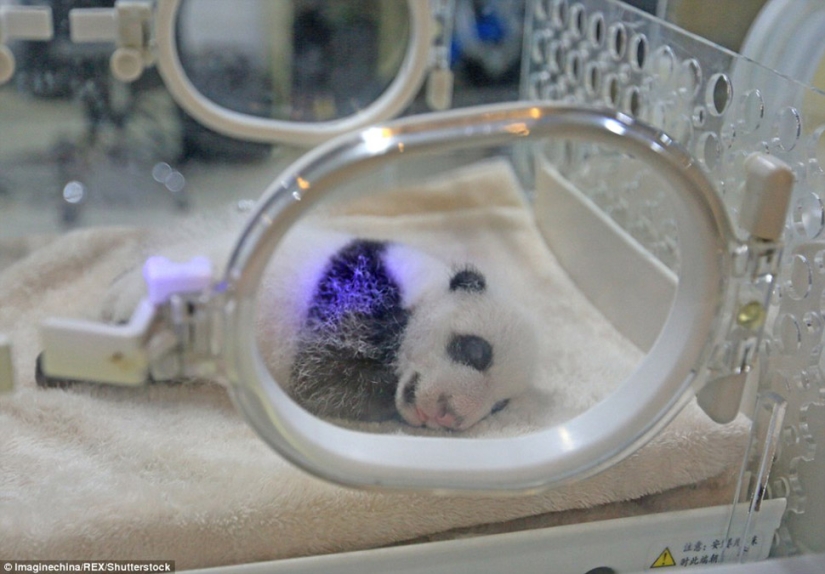 Little twin pandas were shown to the public for the first time in Macau