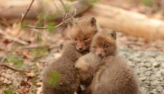 Lo principal es no revolver el nido del zorro. Lo principal es no revolver el nido del zorro.