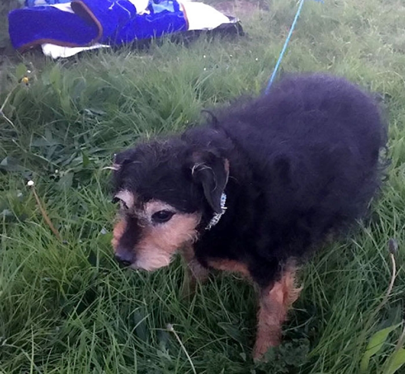 "Lo siento, no lo necesito": a un británico se le confió un perro y lo arrojó a un campo
