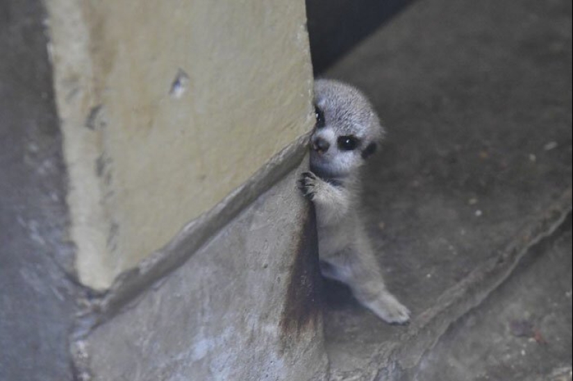 Loading dose of fluffy minimisethe: family of meerkats from Japan