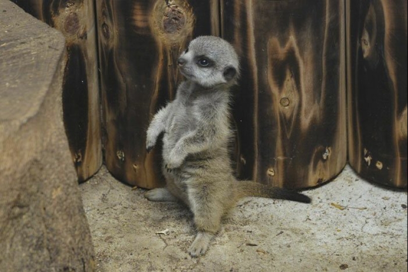 Loading dose of fluffy minimisethe: family of meerkats from Japan