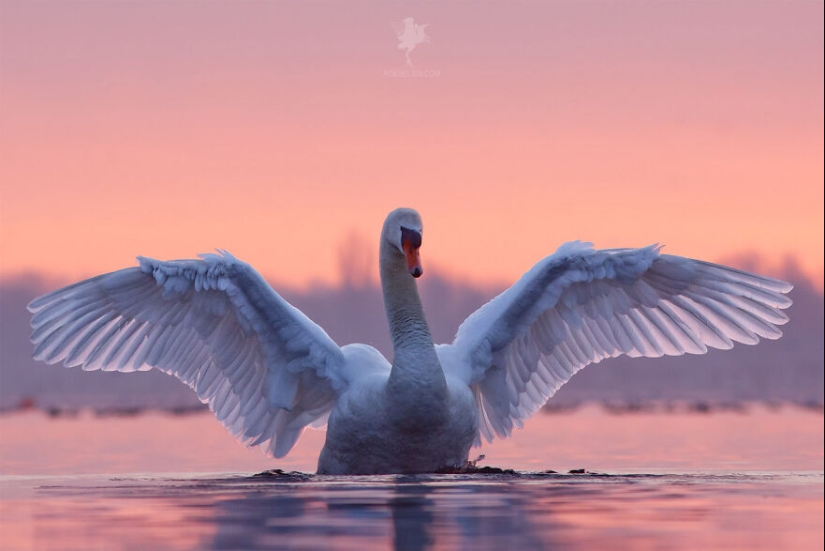 Logré capturar 16 momentos mágicos de aves en la naturaleza